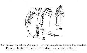 Wulfert, K (1961): Archiv für Hydrobiologie 58 p.96, fig.35